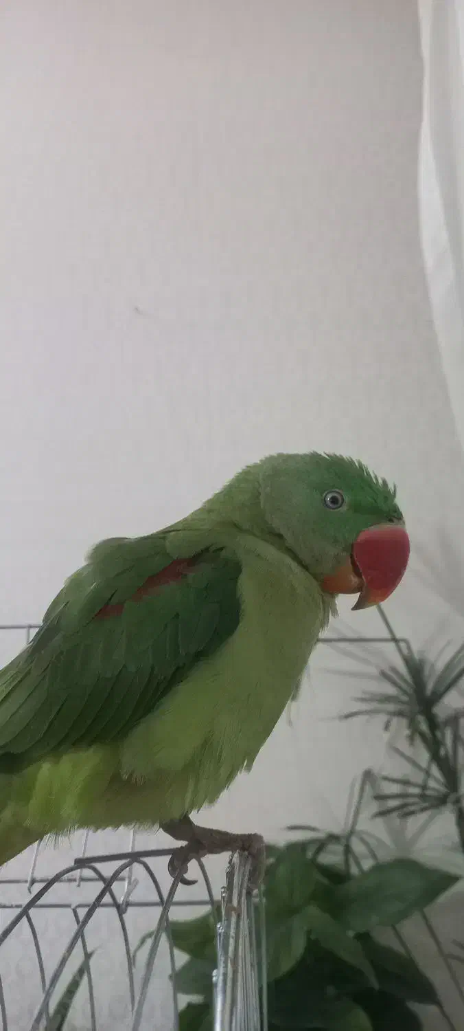 جوجه شاه طوطی نر رام|پرنده|همدان, |دیوار