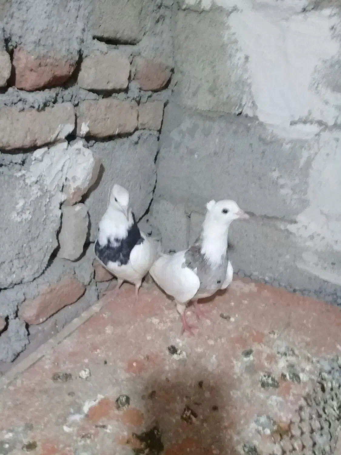 یک جفت کلفه|پرنده|اردبیل, |دیوار