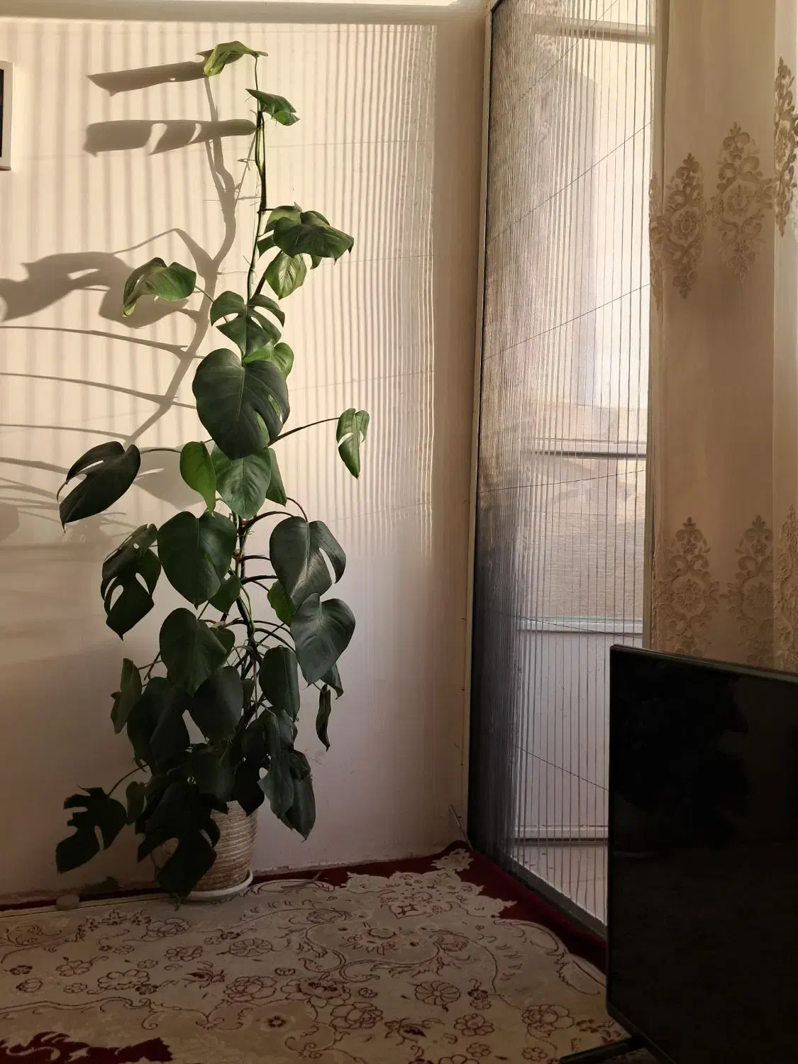 گل وگلدون برگ انجیری|گل و گیاه طبیعی|مشهد, سپاد|دیوار