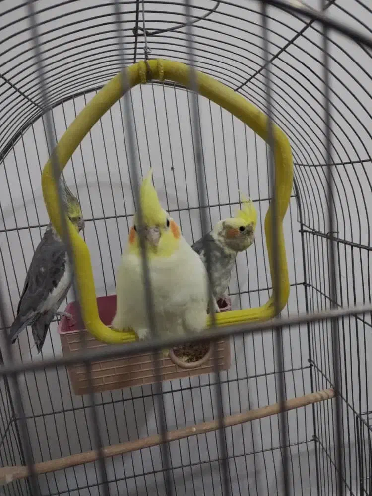 عروس هلندی لوتینو ومرغ عشق|پرنده|کهک, |دیوار