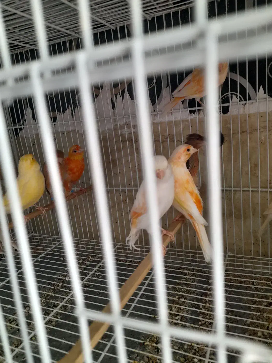 قناری ماده آماده|پرنده|بم, |دیوار