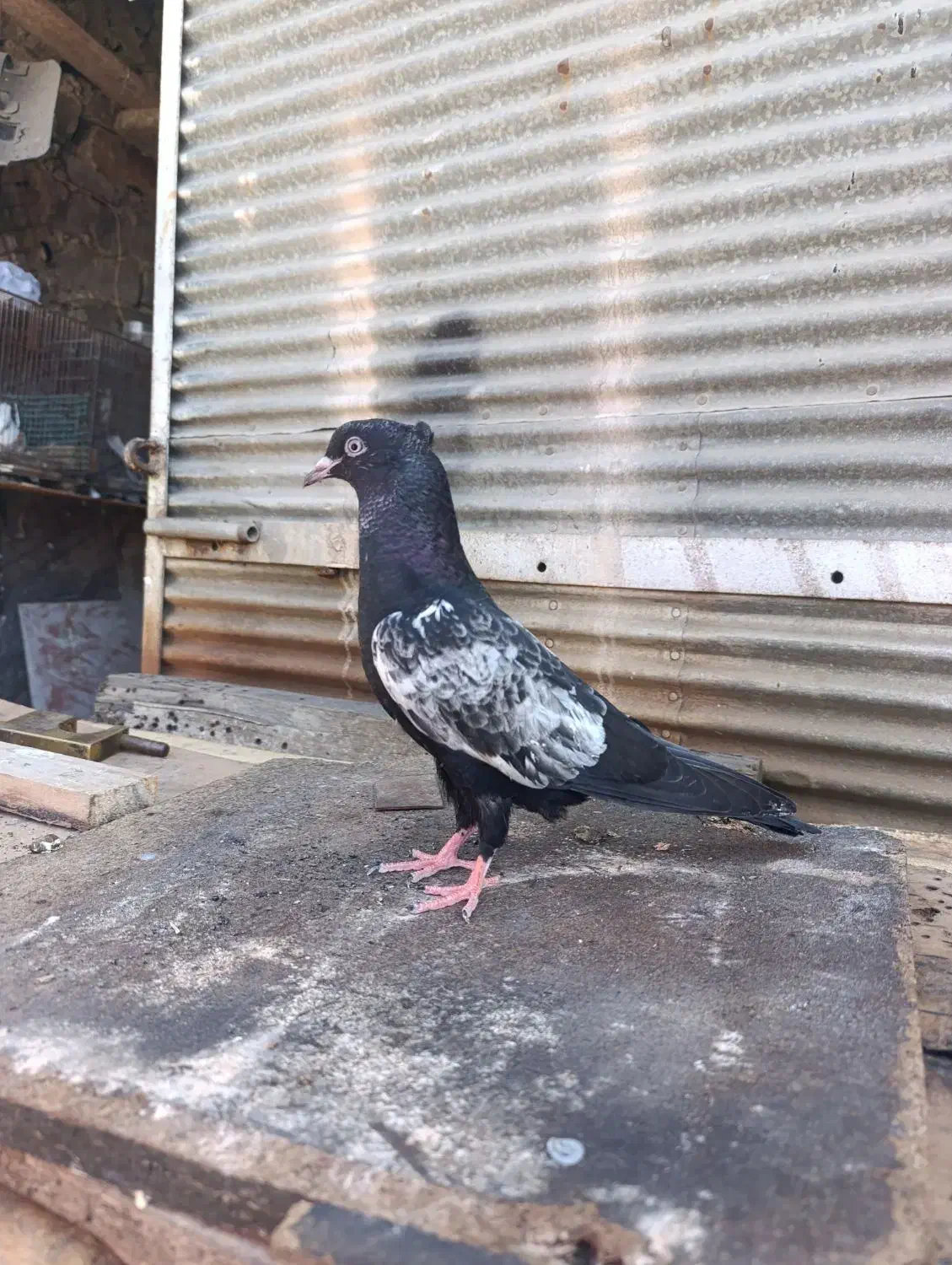 سینه سیاه|پرنده|مسجد سلیمان, |دیوار