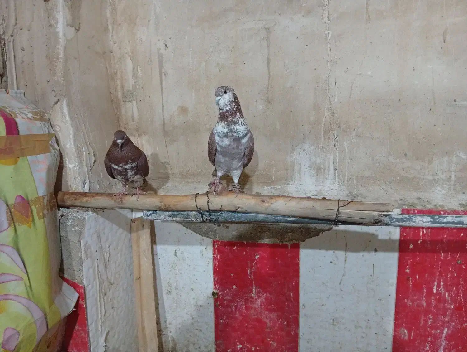 پرنده|پرنده|انزل, |دیوار