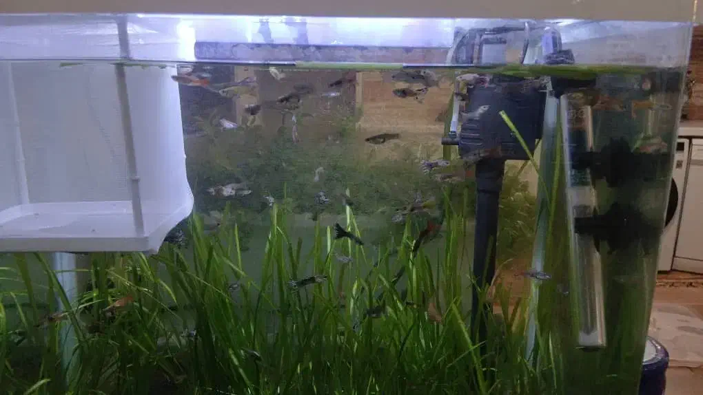 گوپی|ماهی|کرمانشاه, |دیوار