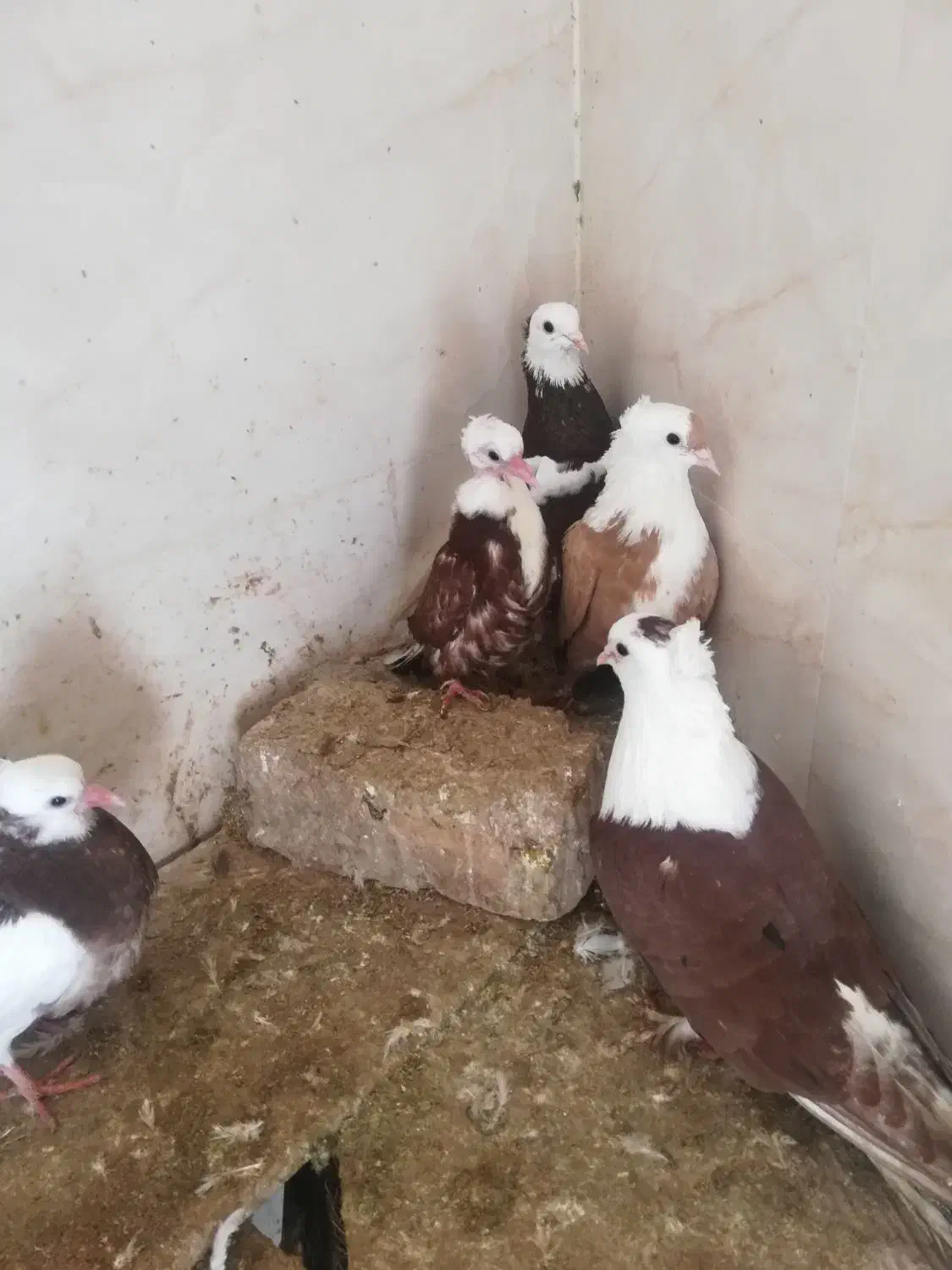 کبوتر|پرنده|اسفراین, |دیوار