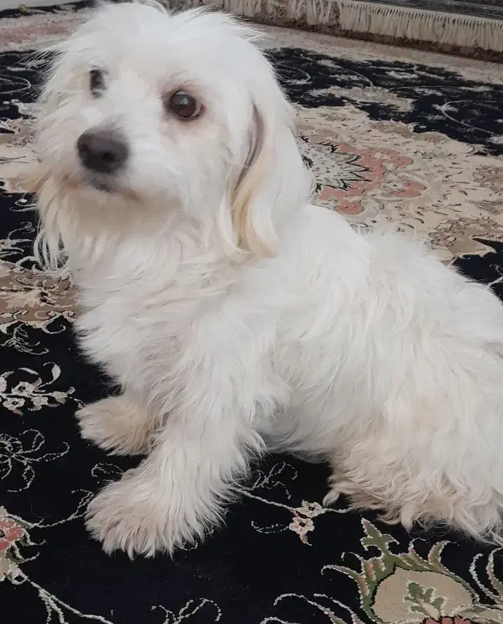 سگ خانگی|سگ|دزفول, |دیوار