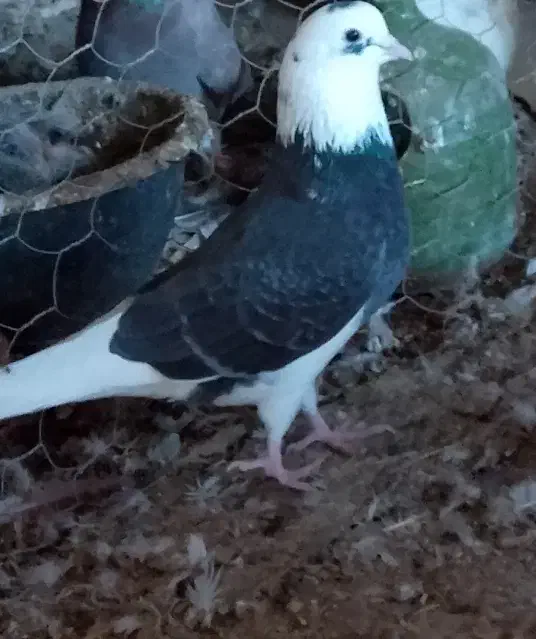 کبوتر|پرنده|بندرعباس, |دیوار