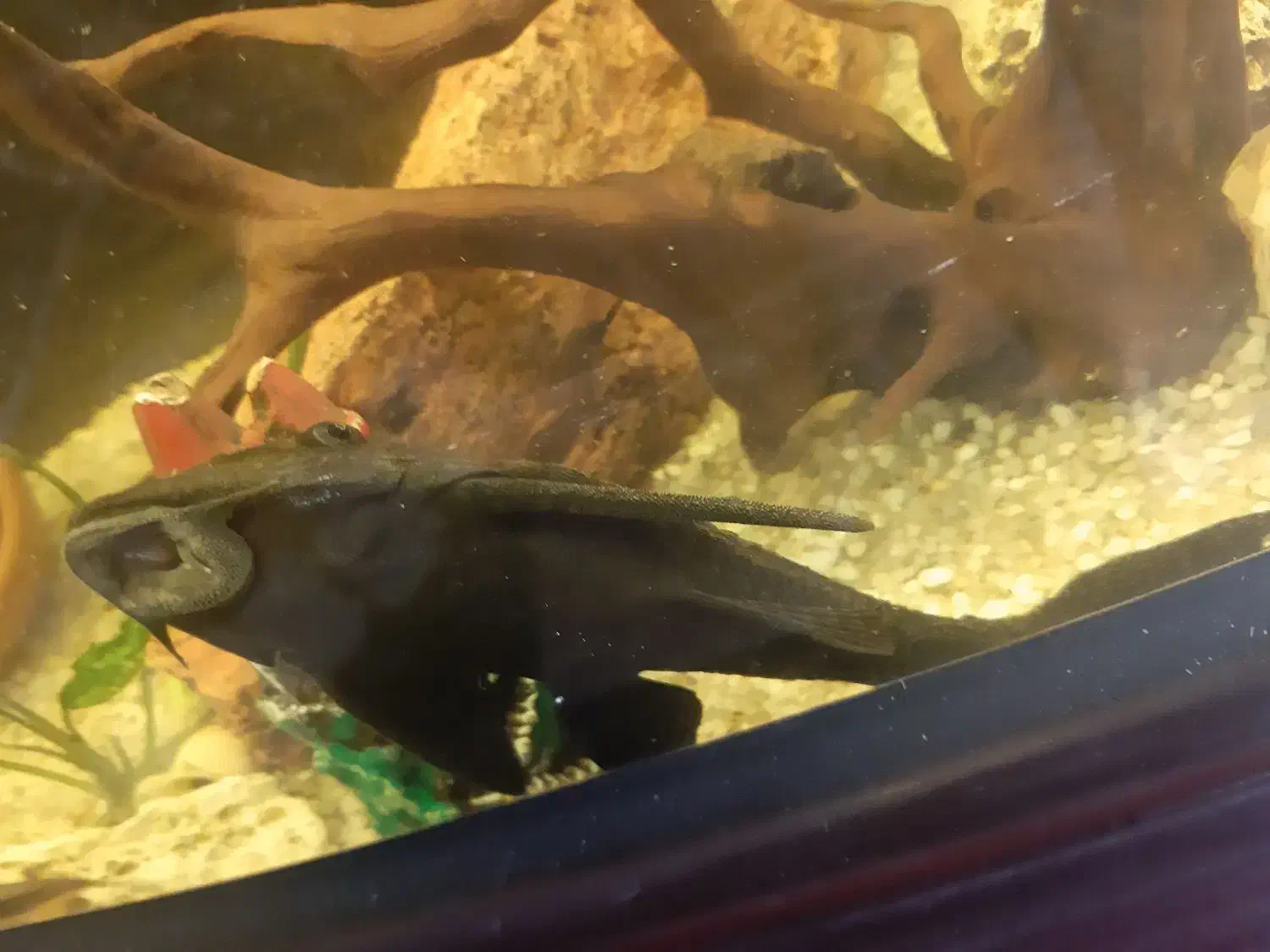 ماهی که فیش بزرگ پلنگی|ماهی|تبریز, |دیوار