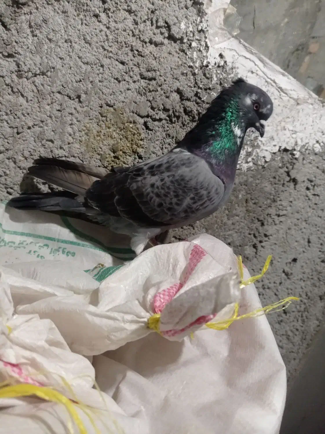 کبوتر پرشی|پرنده|مشگین شهر, |دیوار