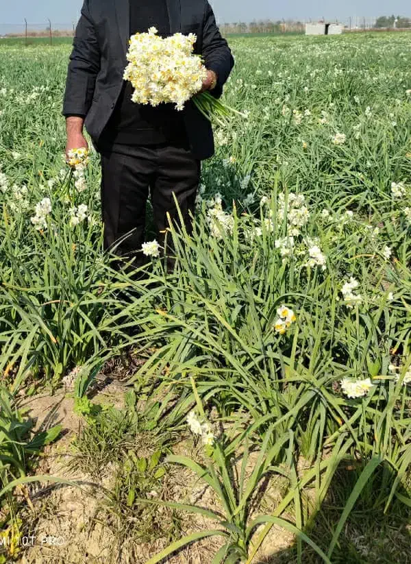 فروش گل نرگس|گل و گیاه طبیعی|شیراز, لاله|دیوار