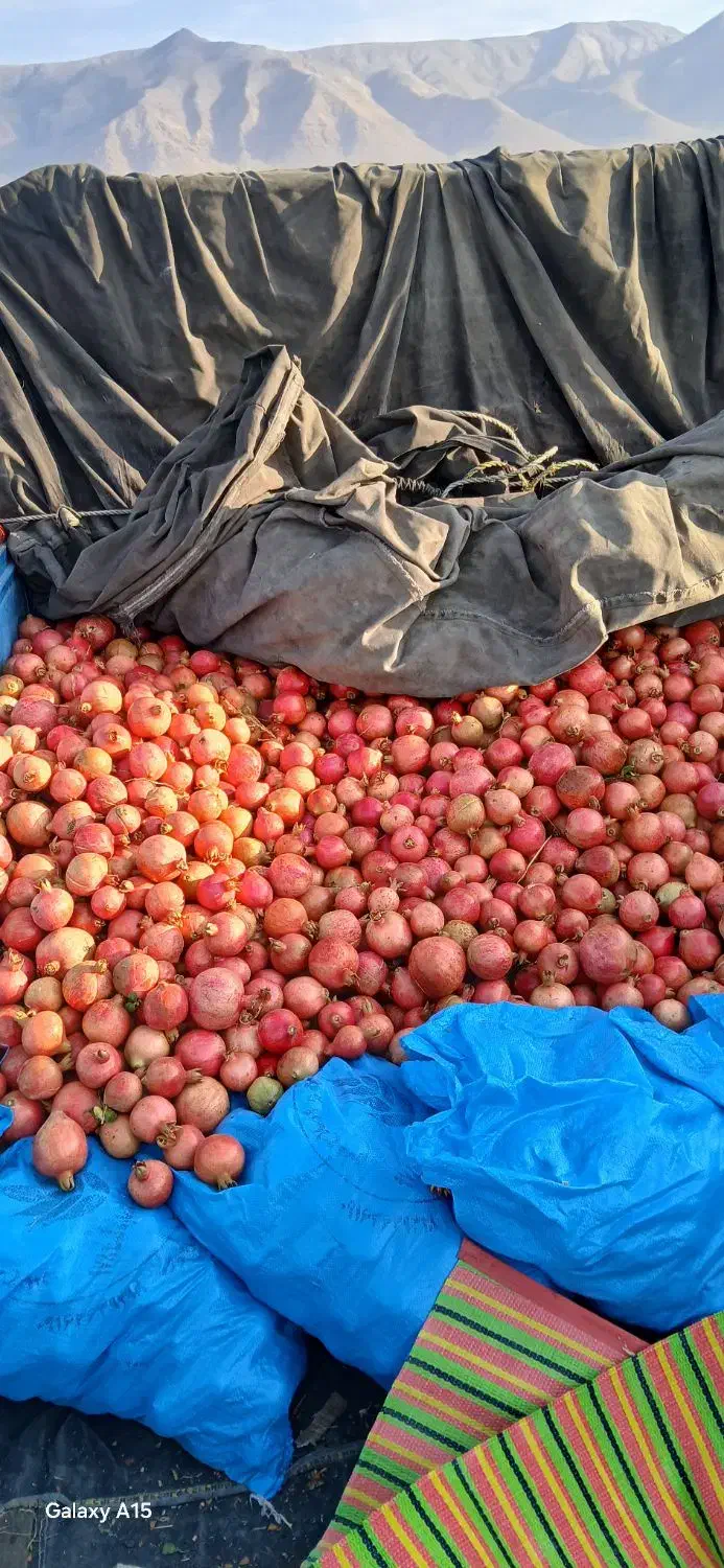 انار درجه یک|عمدهفروشی|کوهنانی, |دیوار