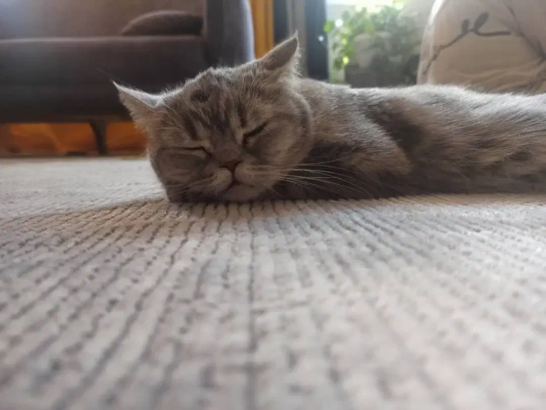 واگزاری گربه اسکاتیش|گربه|ابریشم, |دیوار