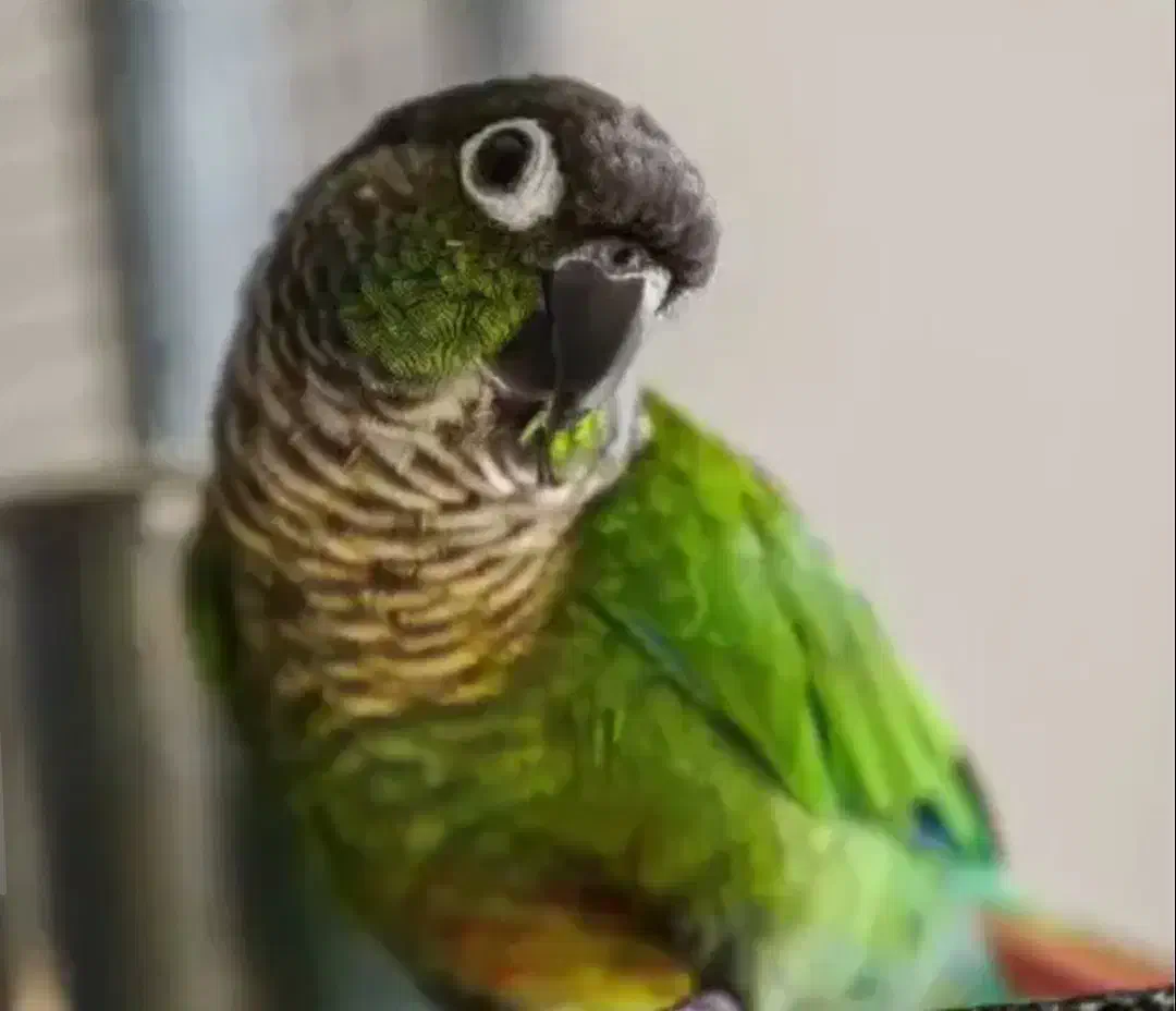 طوطی گرینچیک «گمشده»|حیوانات|دهگلان, |دیوار