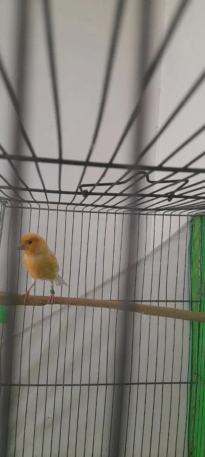 نر سرخ شلاقی|پرنده|مشهد, شهرک مهر آباد|دیوار