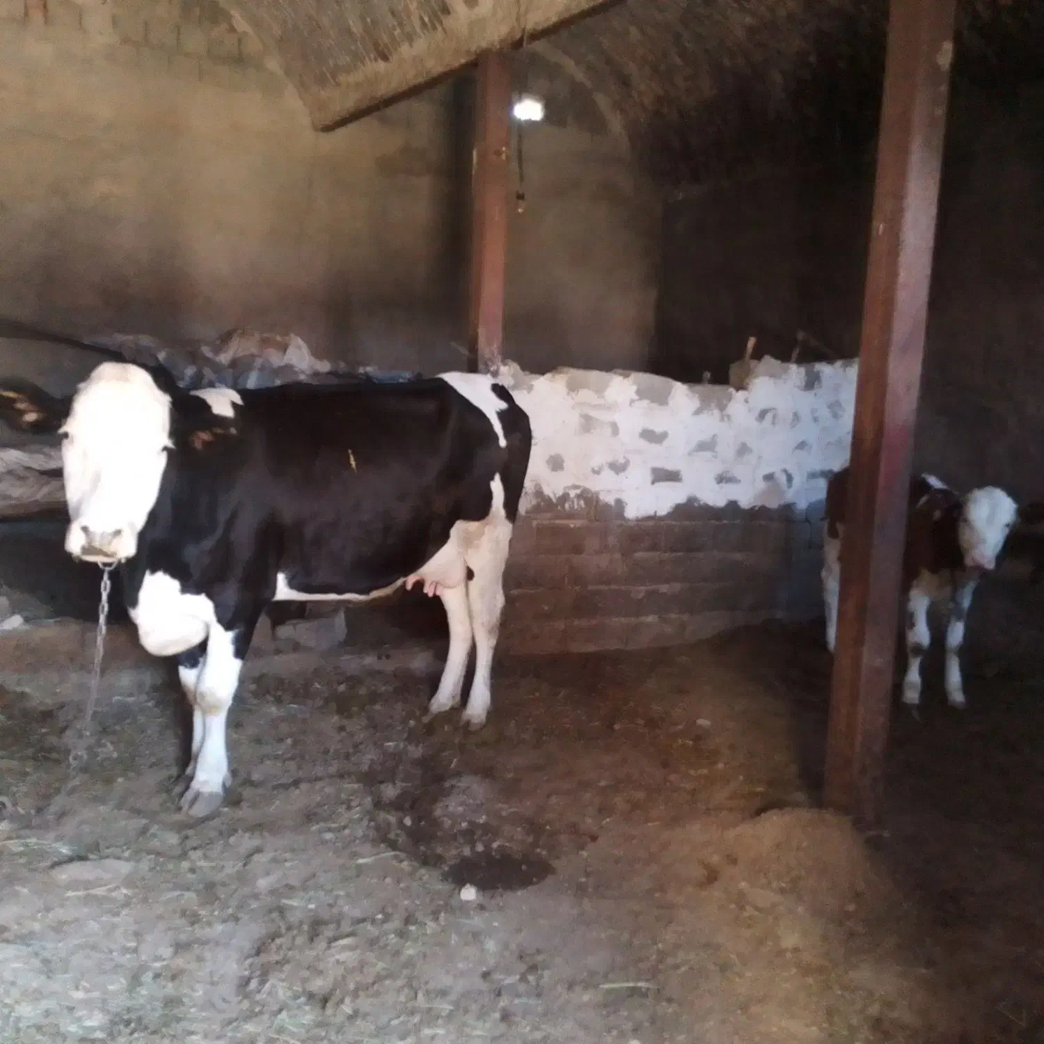 گاو سیمیتال|حیوانات مزرعه|کشاورز, |دیوار