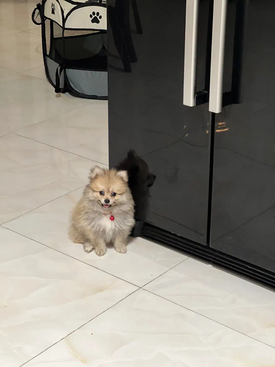 سگ پامرانین|سگ|قائمشهر, |دیوار