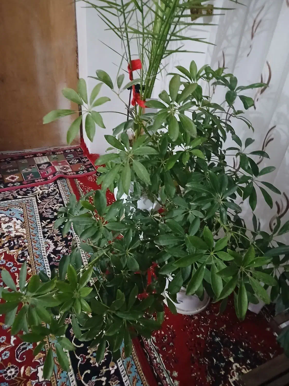 گل خیلی زیبا|گل و گیاه طبیعی|بجنورد, |دیوار