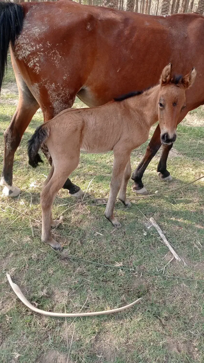 اسب|اسب و تجهیزات اسب‌سواری|بوشهر, |دیوار