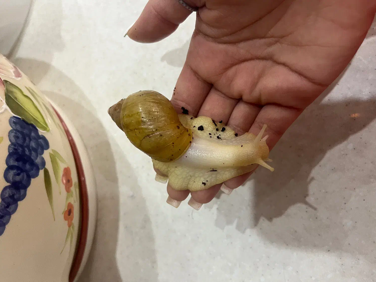 حلزون آلبینو|خزنده|شیراز, زرهی|دیوار