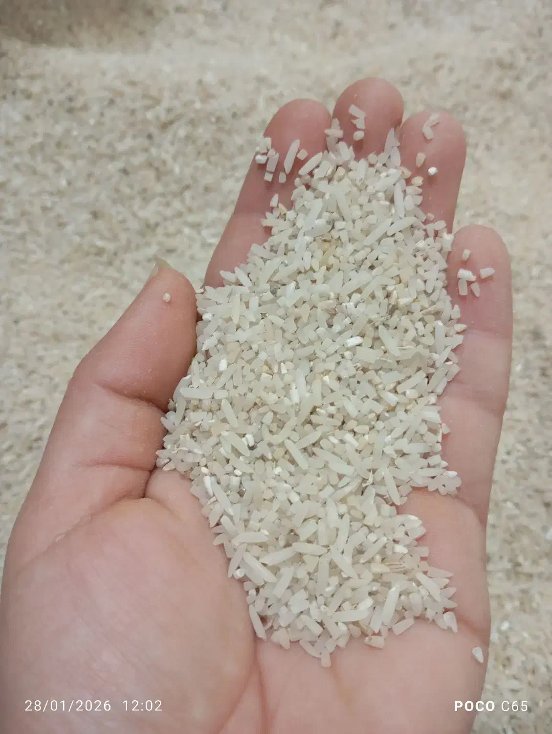 لاشه برنج فجر|خوردنی و آشامیدنی|خان ببین, |دیوار