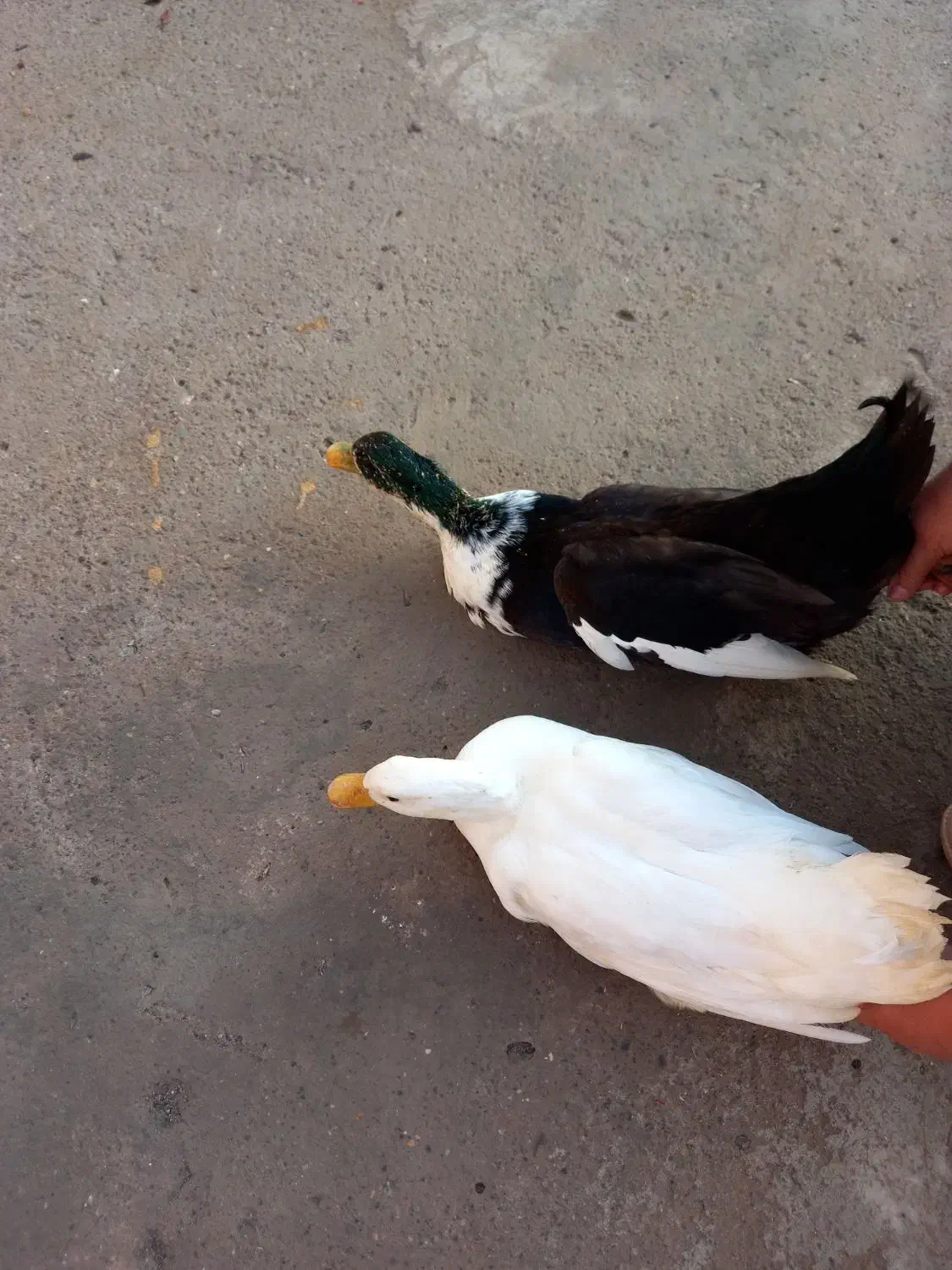 اردک اورگانیک|حیوانات مزرعه|رستم‌آباد, |دیوار