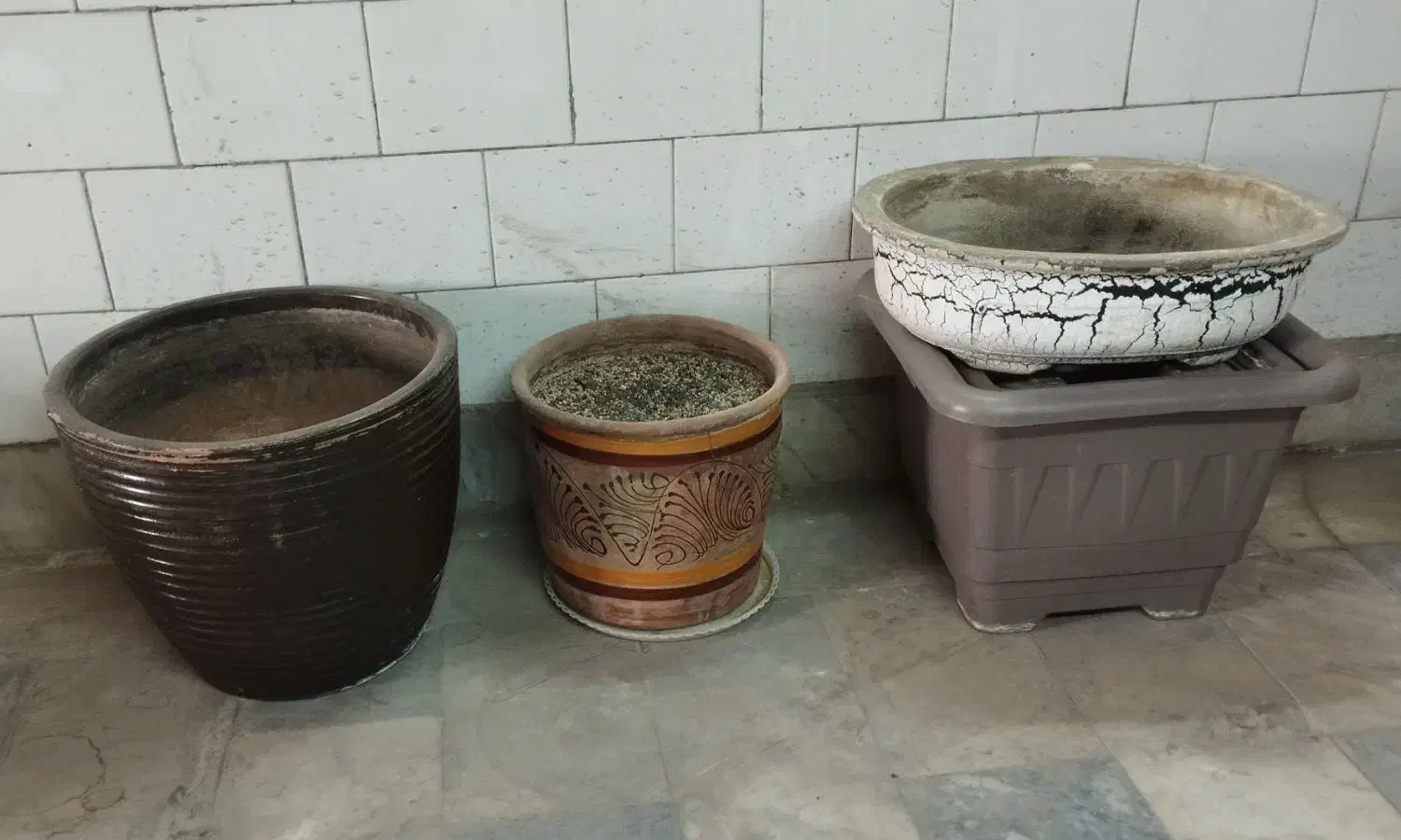 گل شفلرا و گلدان های سفالی و باکس چای|گل و گیاه طبیعی|قزوین, |دیوار