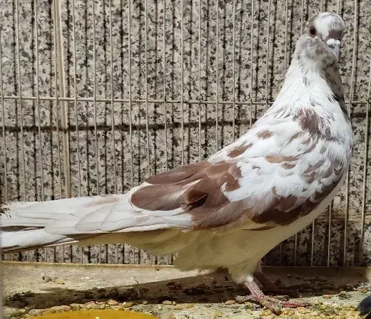 قلکار|پرنده|کرج, گلشهر|دیوار