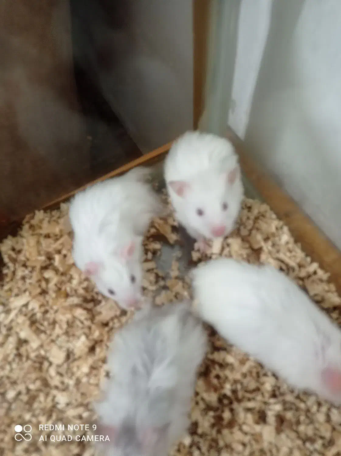 همستر نر و ماده|موش و خرگوش|بندر کنگان, |دیوار