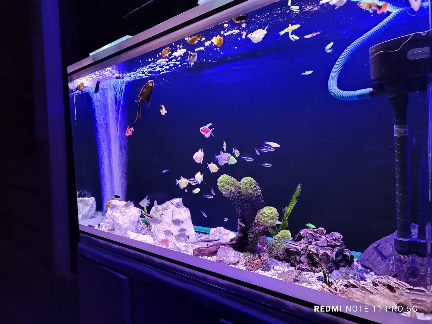 فروش ماهی آکواریومی گیاهخوار|ماهی|کرمانشاه, |دیوار