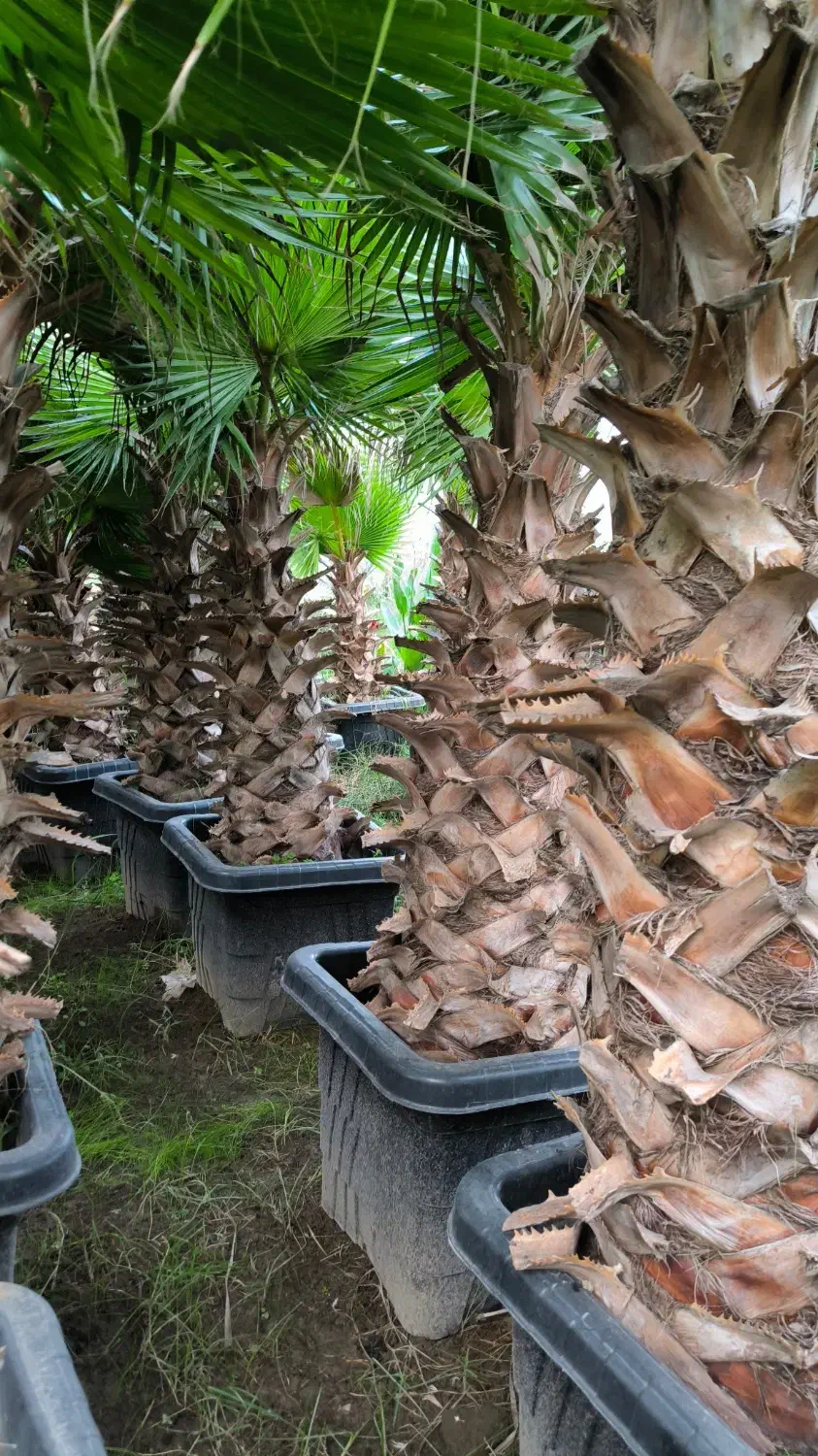 پالم واشنگتن ریشه پرس گلدانی|گل و گیاه طبیعی|محمودآباد, |دیوار