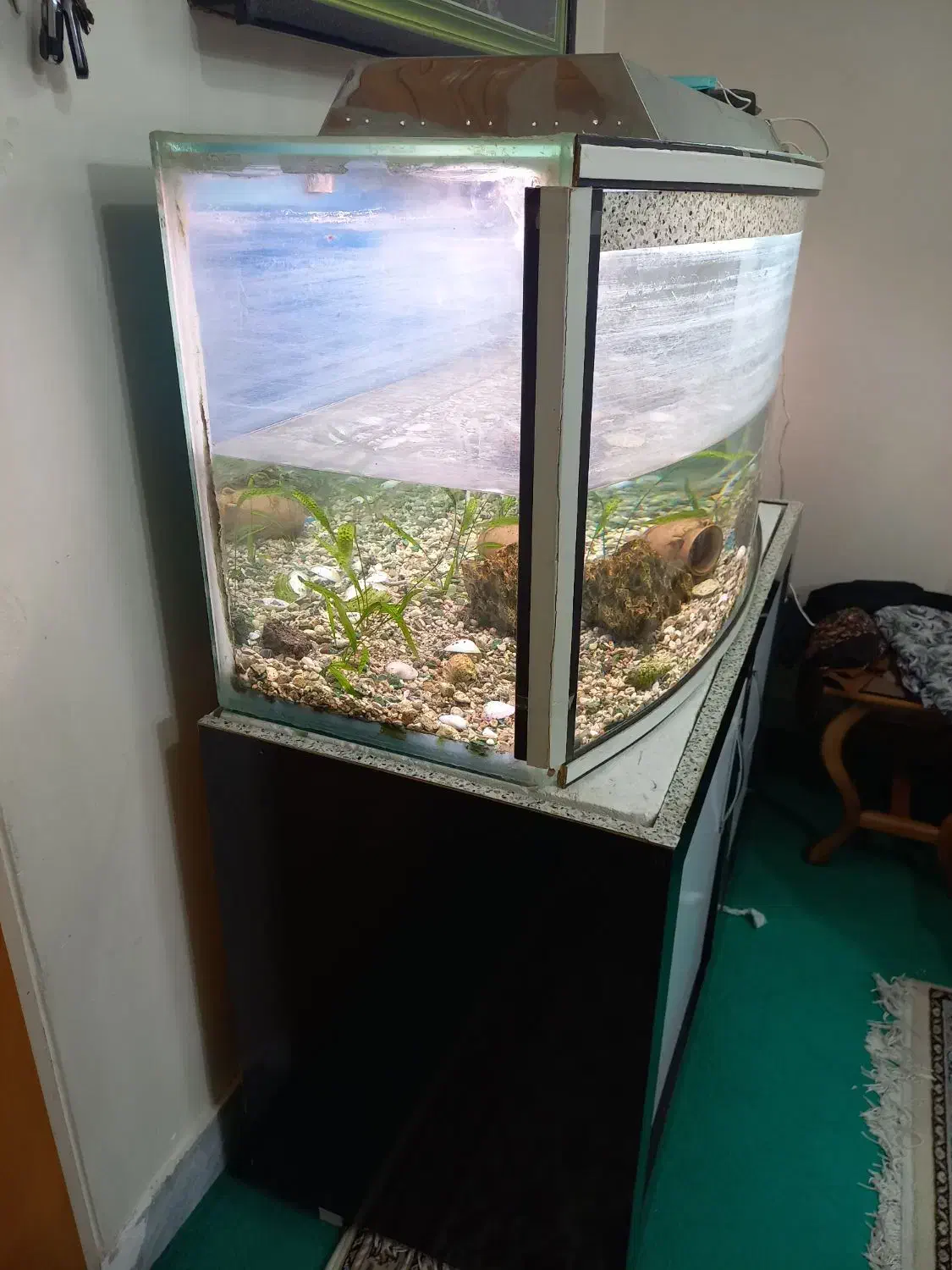 آکواریوم شیشه خم با میز و کلیه وسایل|ماهی|شاهینشهر, نبوت|دیوار