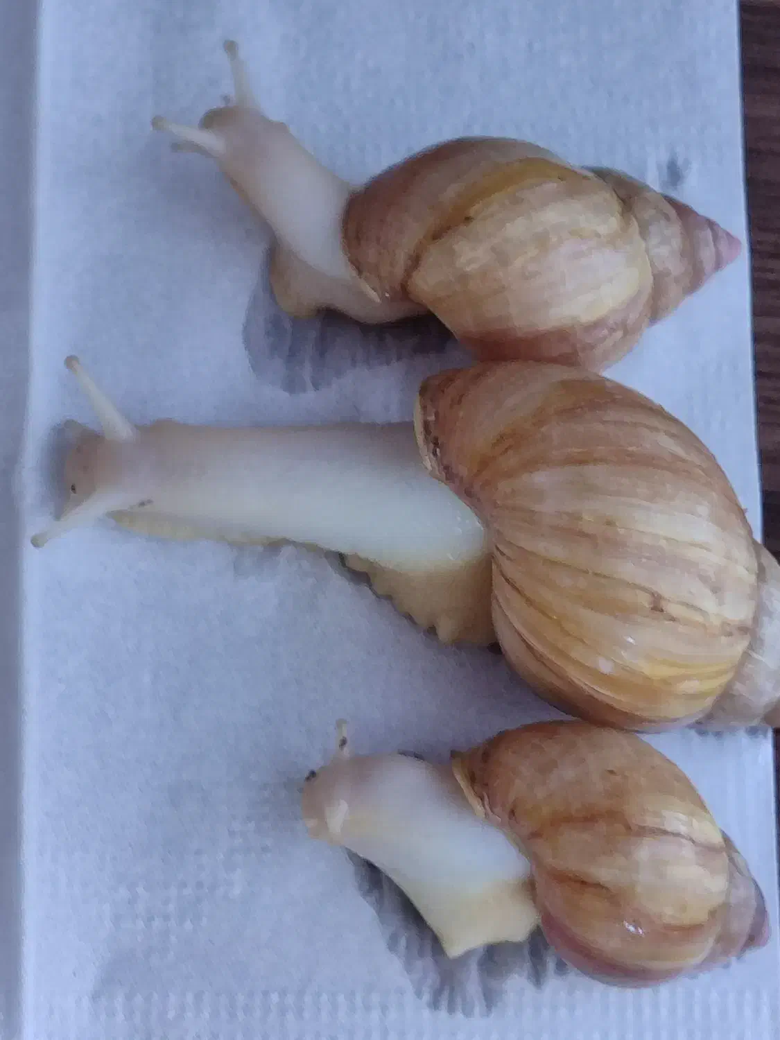 فروش حلزون آچاتینا|خزنده|شهرضا, |دیوار