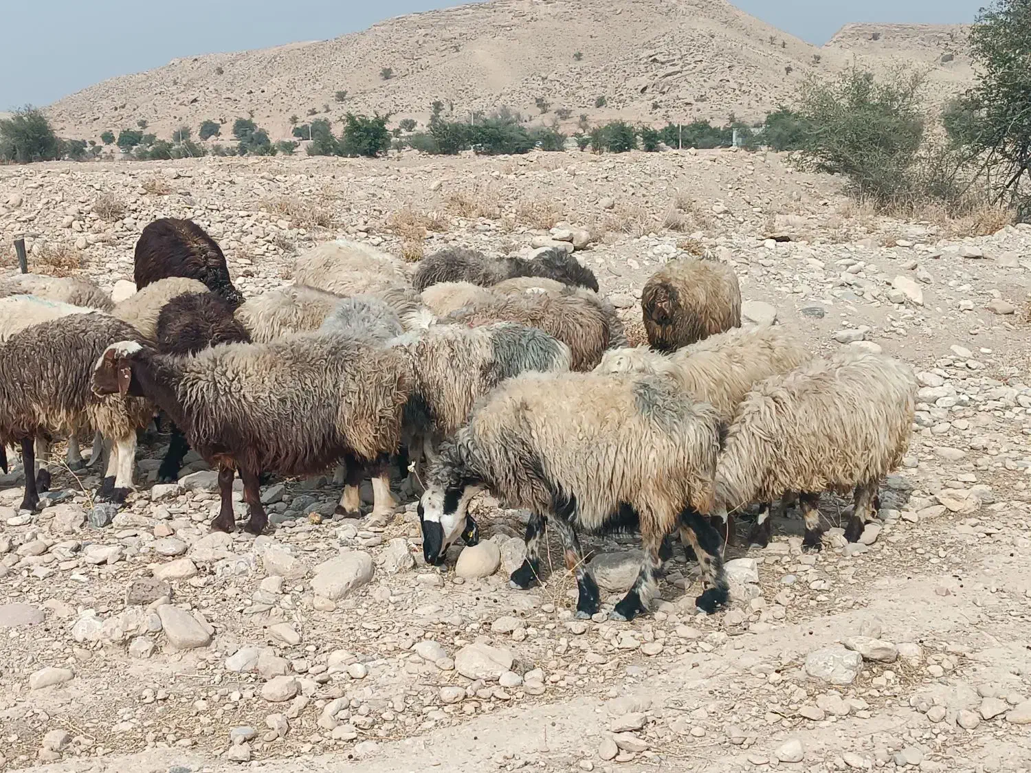 فروش 30 راس شیشک میش داشتی ناز آبستن و بره دار|حیوانات مزرعه|کازرون, |دیوار