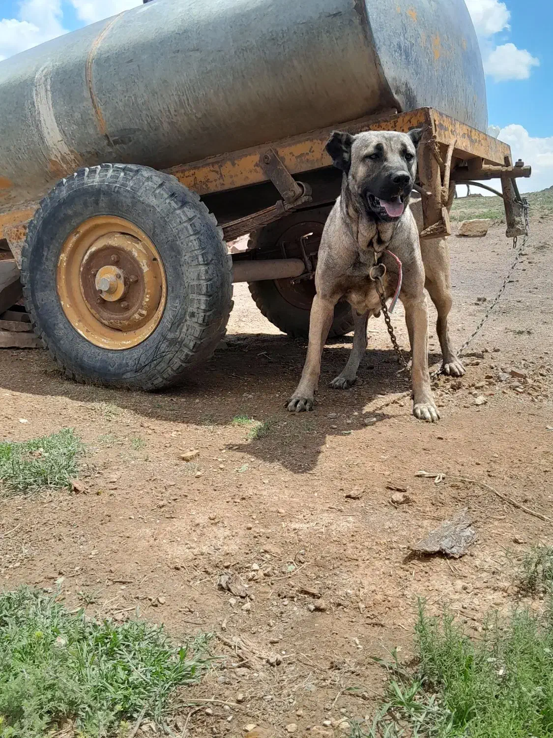 سگ ماده سرابی شکم طلا به شرط|سگ|اردبیل, |دیوار