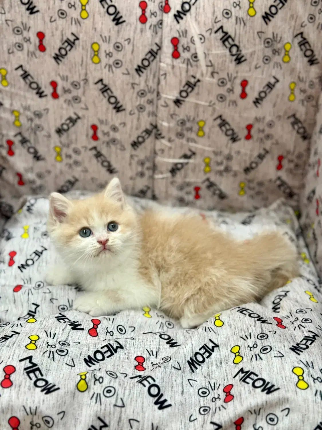 بریتیش گلد نر دو ماه و نیمه|گربه|اندیشه, اندیشه فاز ۴|دیوار