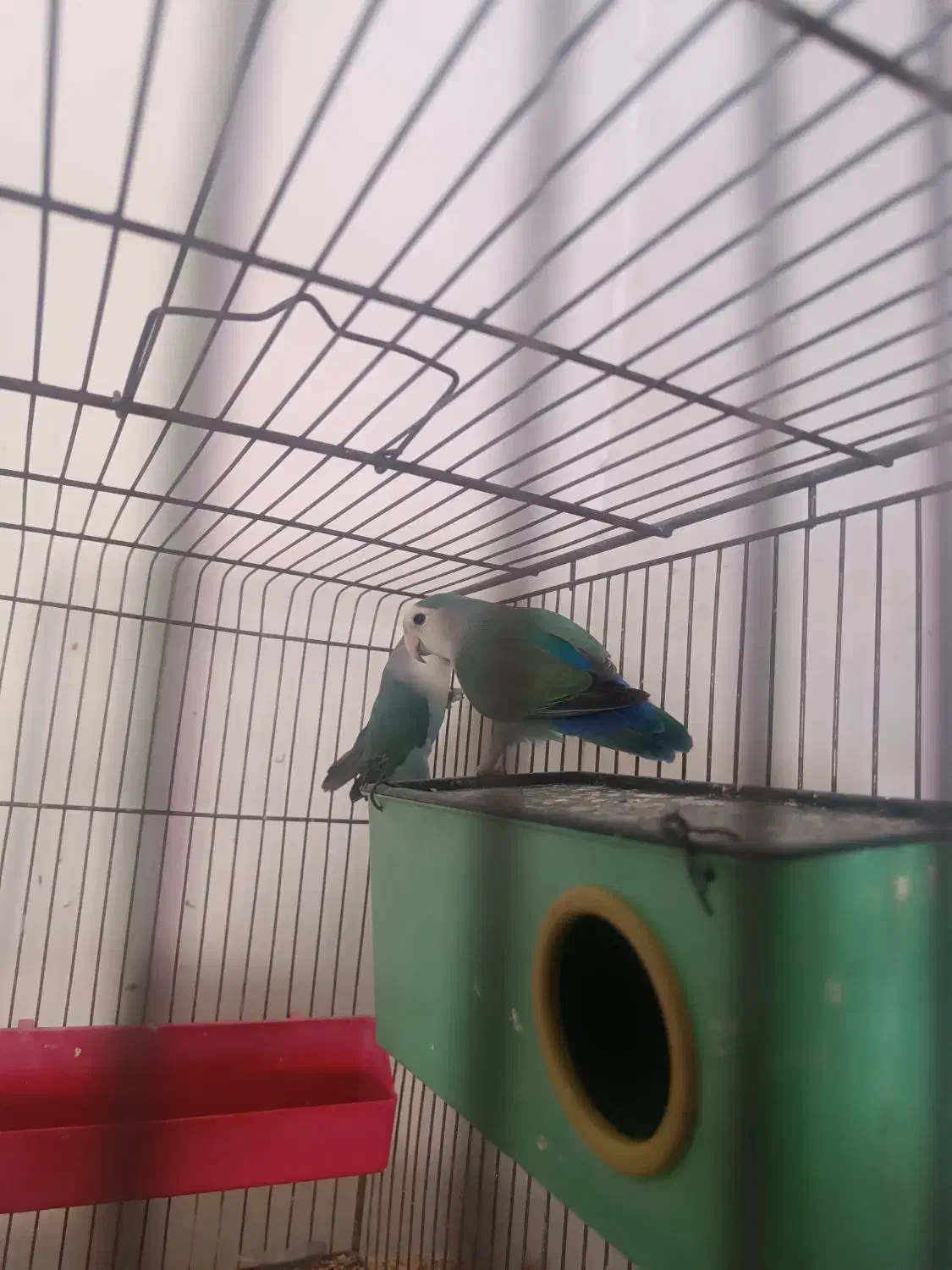 فروش دوتا طوطی برزیلی|پرنده|دورود, |دیوار