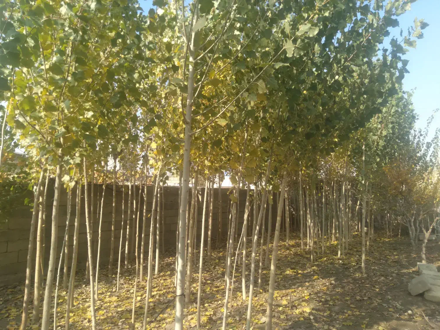 صنوبر فروشی|کلکسیون و سرگرمی|شاهین دژ, |دیوار