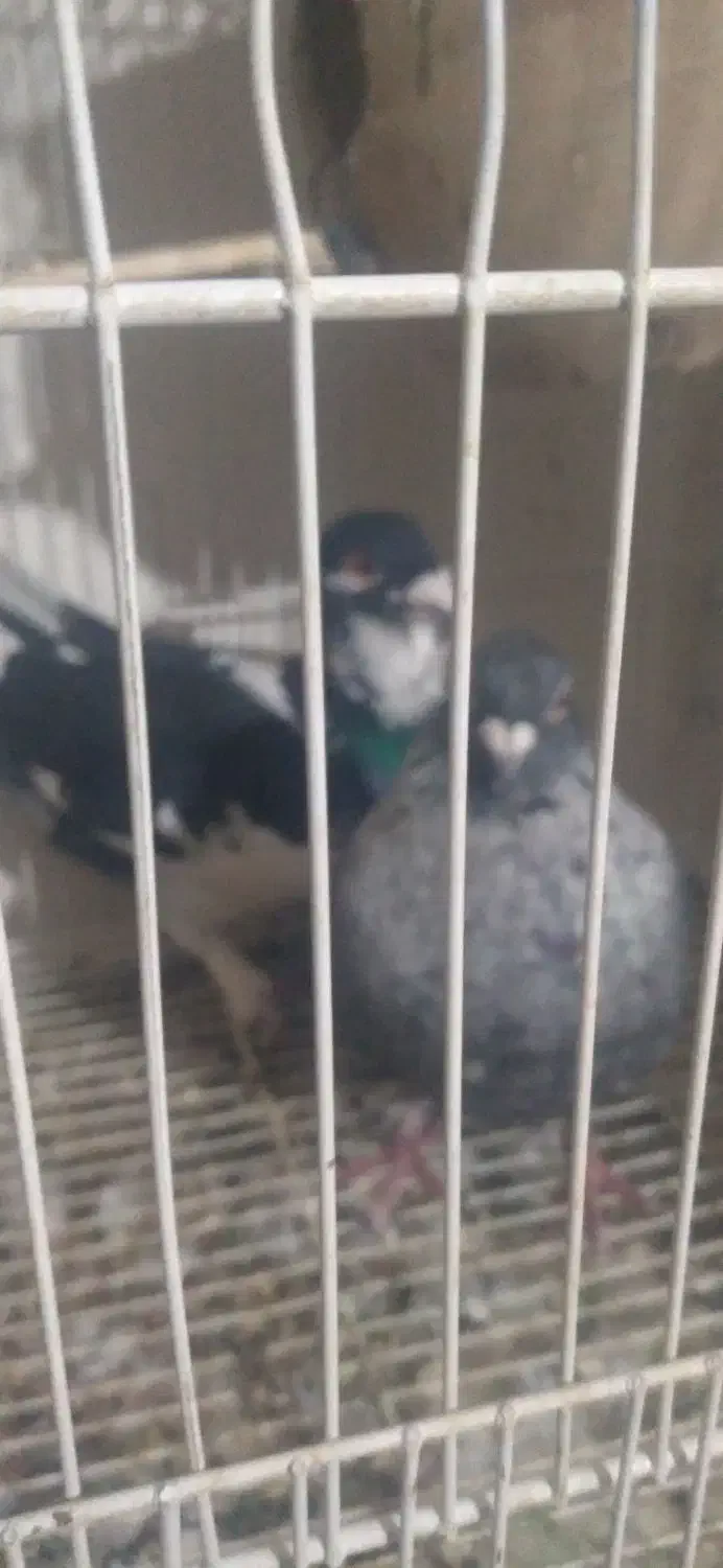 همه جفتی به شرط پرش وجوجه|پرنده|شیروان (خراسان), |دیوار