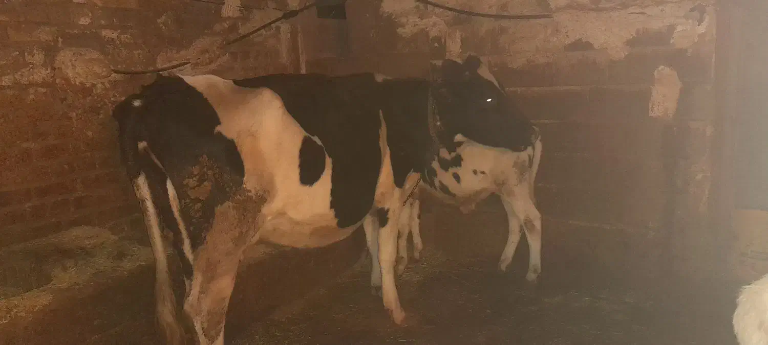 فروشی|حیوانات مزرعه|کوهرنگ, |دیوار