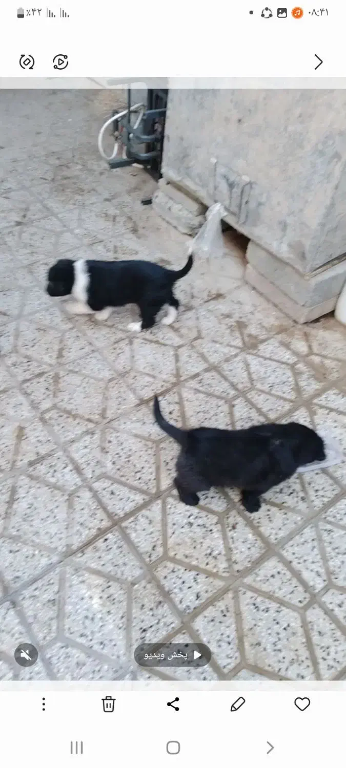 توله سگ ماده قدریجونی|سگ|بروجرد, |دیوار