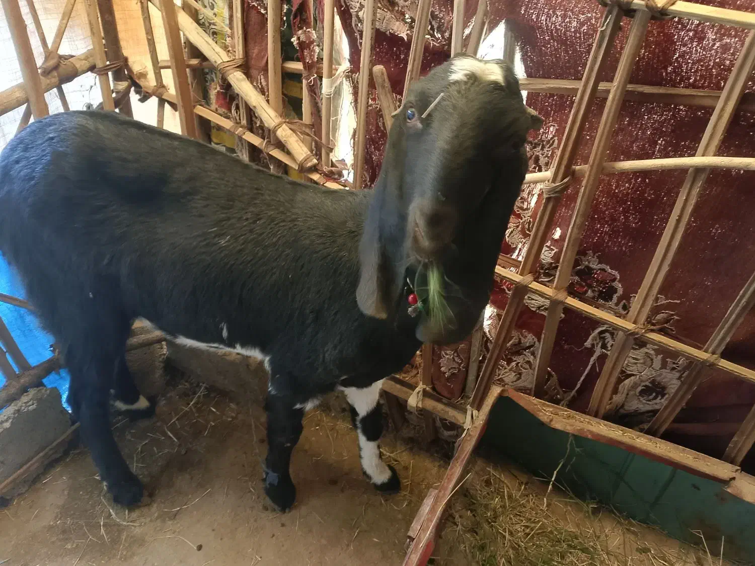 سراوان اسپیچ|حیوانات مزرعه|سراوان, |دیوار