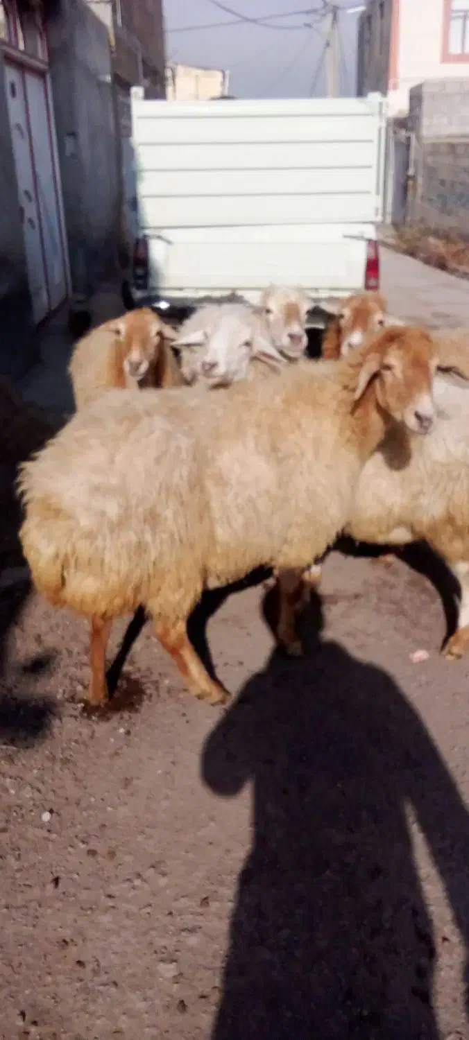 گوسفند آبستن 5راس|حیوانات مزرعه|مشگین شهر, |دیوار