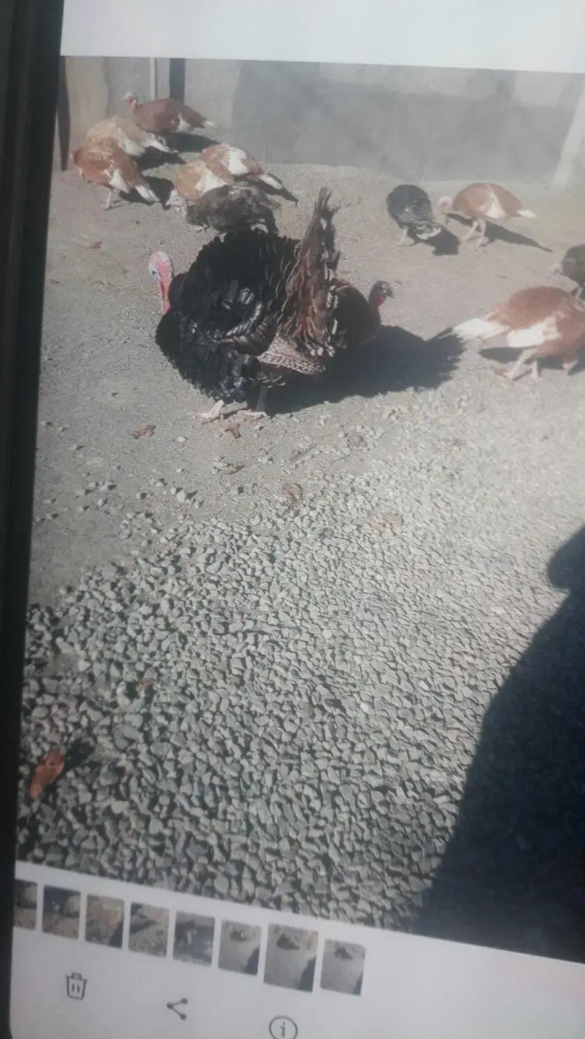 بوقلمون های محلی برنزوبوربون|حیوانات مزرعه|کامیاران, |دیوار