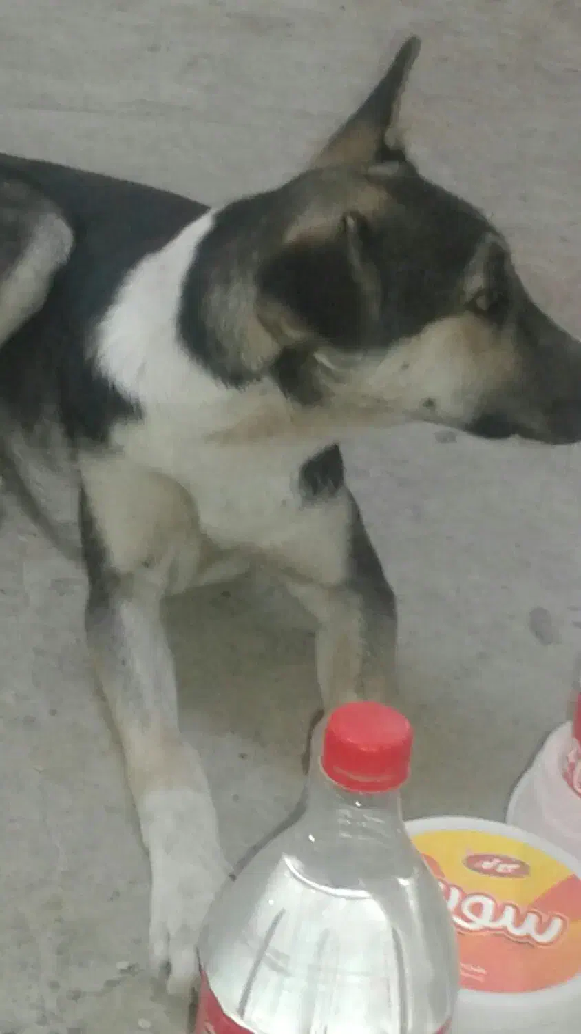 سگ ۵ ماهه واگذاری رایگان|سگ|محمدشهر, محمدشهر|دیوار