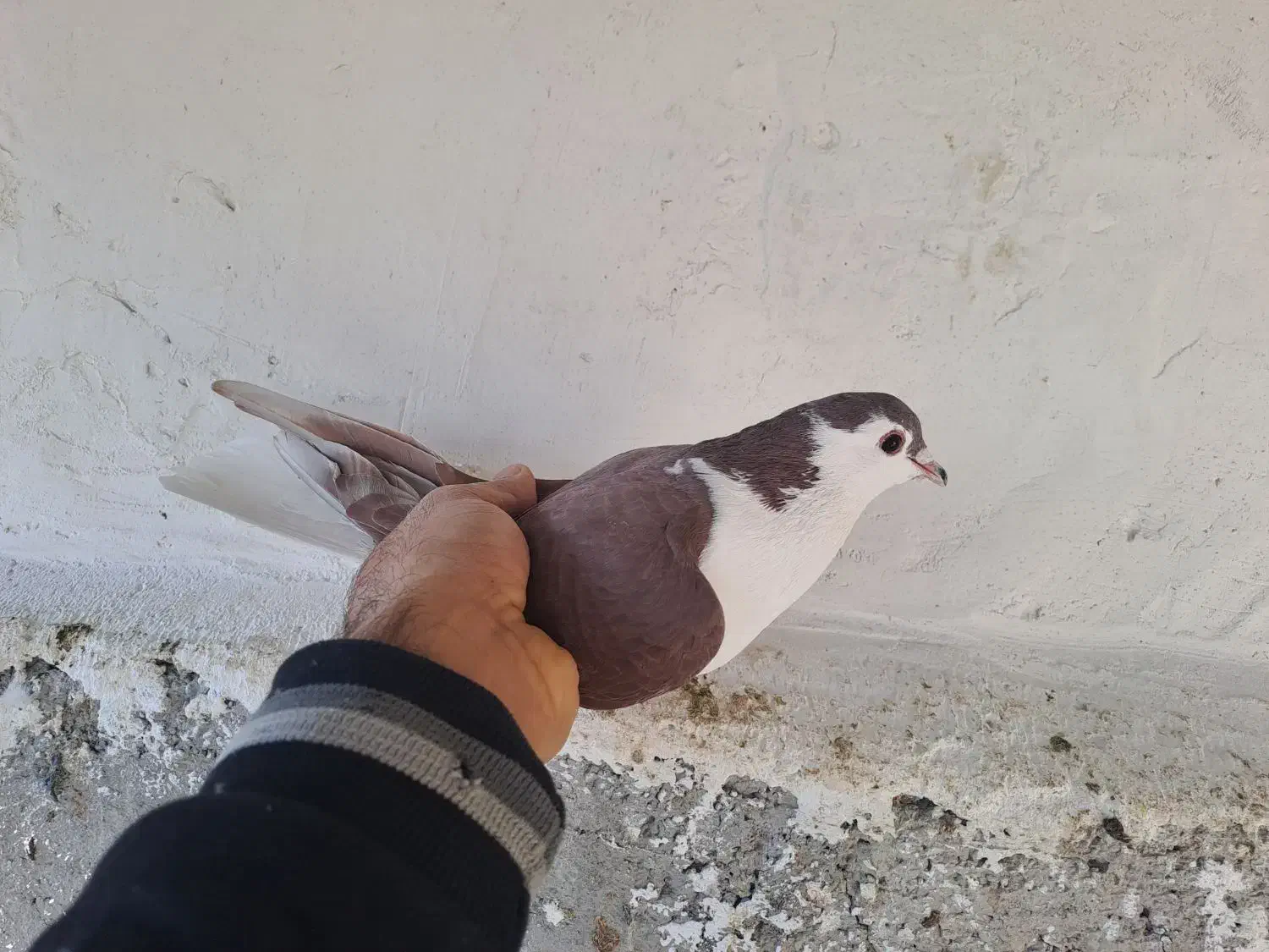 کفتر طاقی|پرنده|کاشان, فاز ۲ ناجی آباد|دیوار