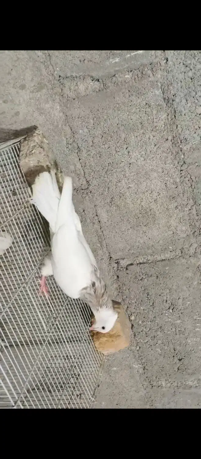 طوقی|پرنده|اشکنان, |دیوار