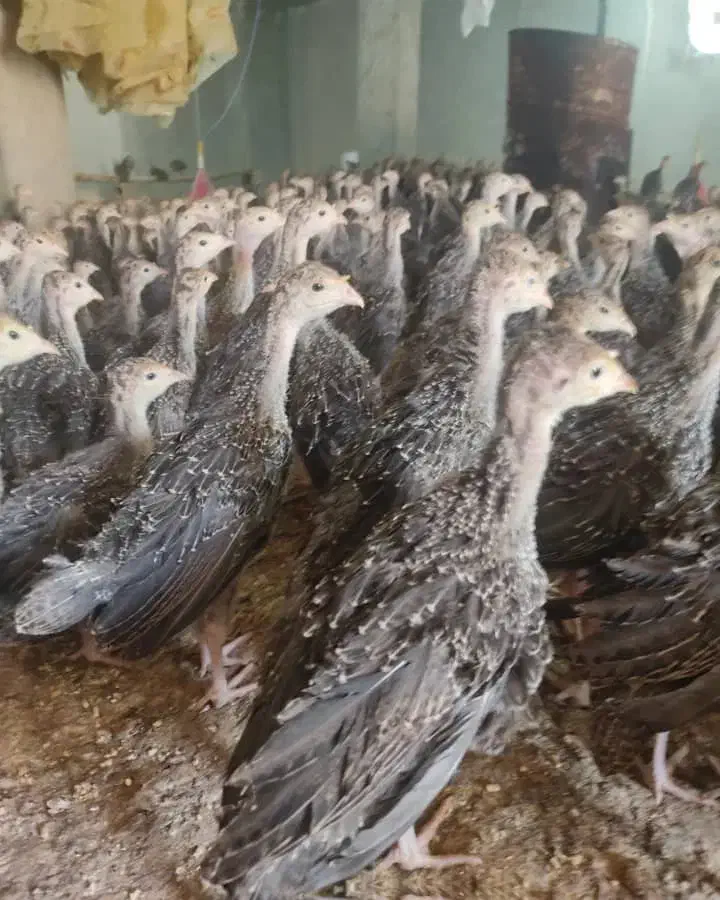 جوجه بوقلمون برنز و بوربون 2ماهه|حیوانات مزرعه|شیراز, دروازه قران|دیوار