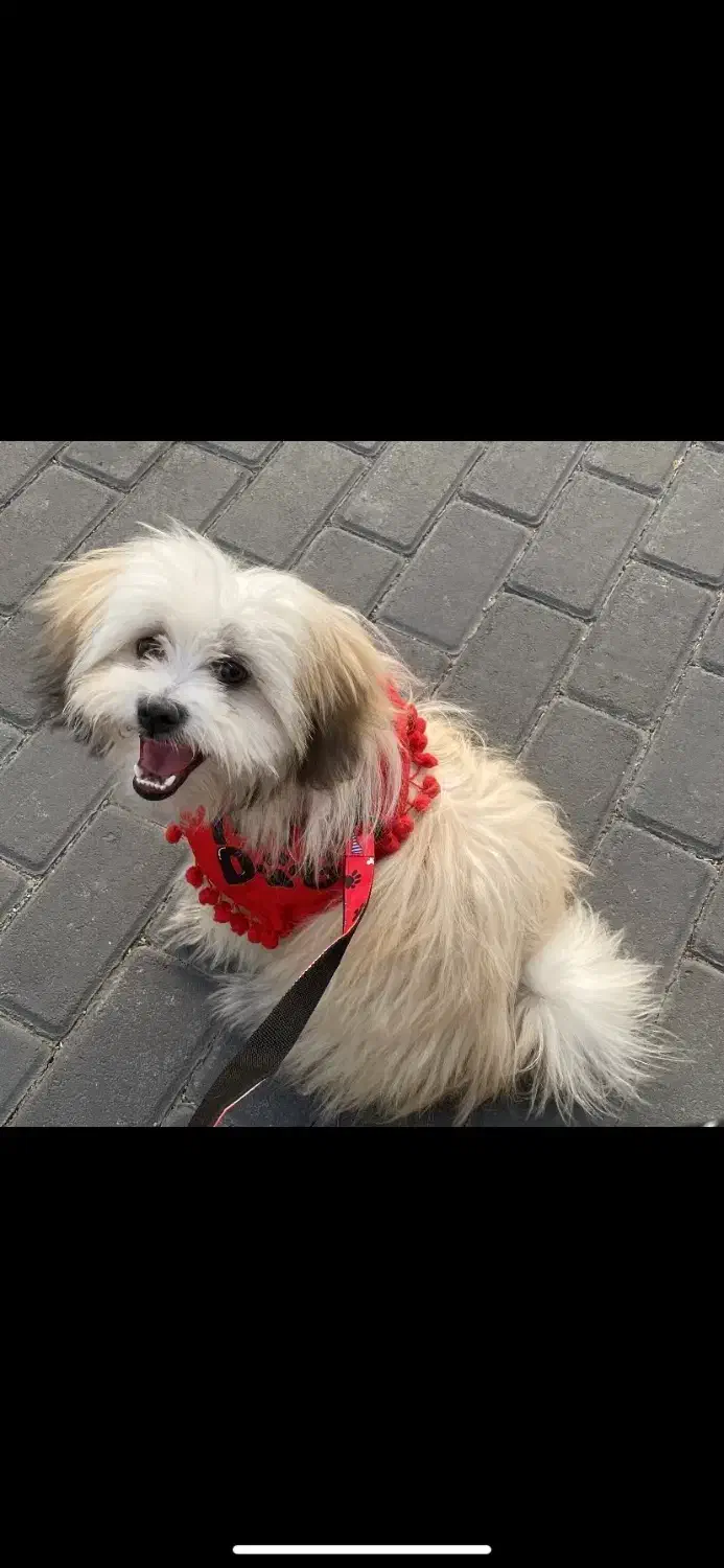 سگ شیتزو|سگ|تبریز, |دیوار