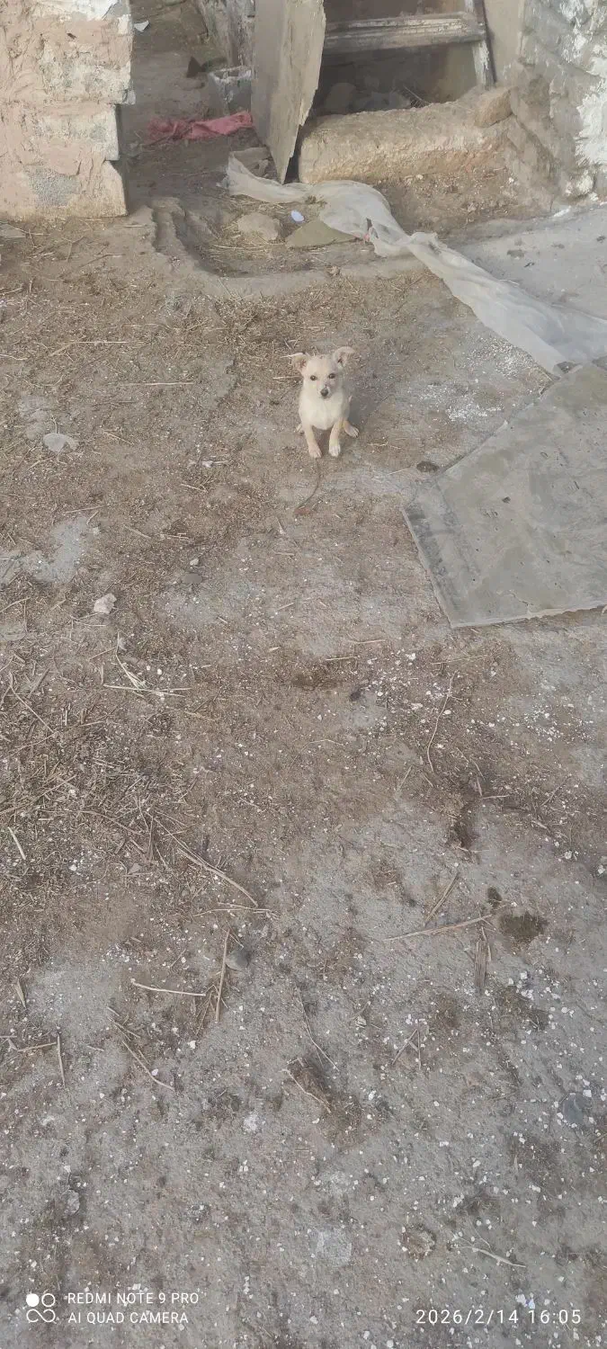 سگ بازیگوش|حیوانات|نیشابور, شریعتی|دیوار