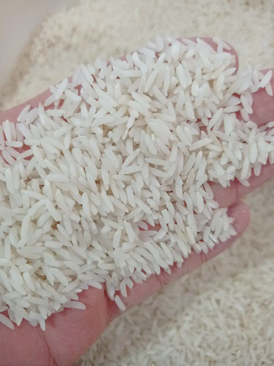 برنج طارم سرگل پایینترین قیمت بازار|خوردنی و آشامیدنی|یزد, |دیوار